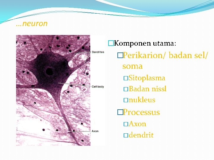 …neuron �Komponen utama: �Perikarion/ badan sel/ soma � Sitoplasma � Badan nissl � nukleus …neuron �Komponen utama: �Perikarion/ badan sel/ soma � Sitoplasma � Badan nissl � nukleus