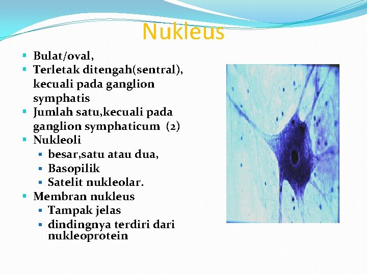 Nukleus § Bulat/oval, § Terletak ditengah(sentral), kecuali pada ganglion symphatis § Jumlah satu, kecuali Nukleus § Bulat/oval, § Terletak ditengah(sentral), kecuali pada ganglion symphatis § Jumlah satu, kecuali