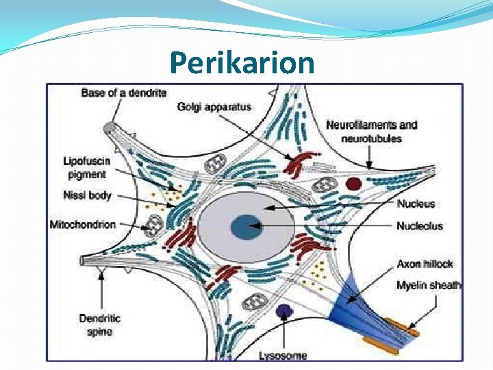 Perikarion Perikarion