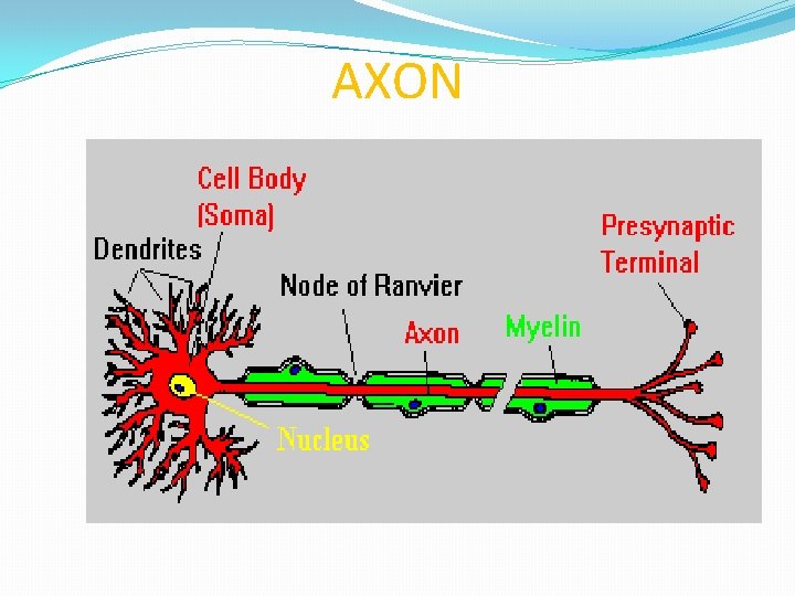AXON AXON