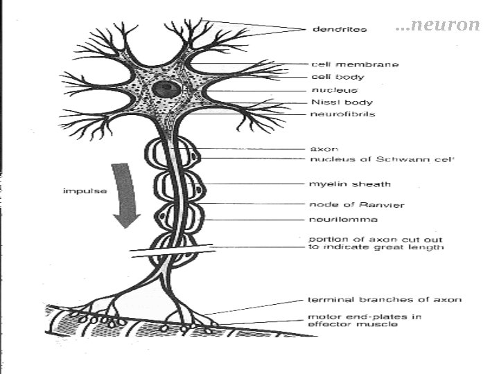 …neuron …neuron