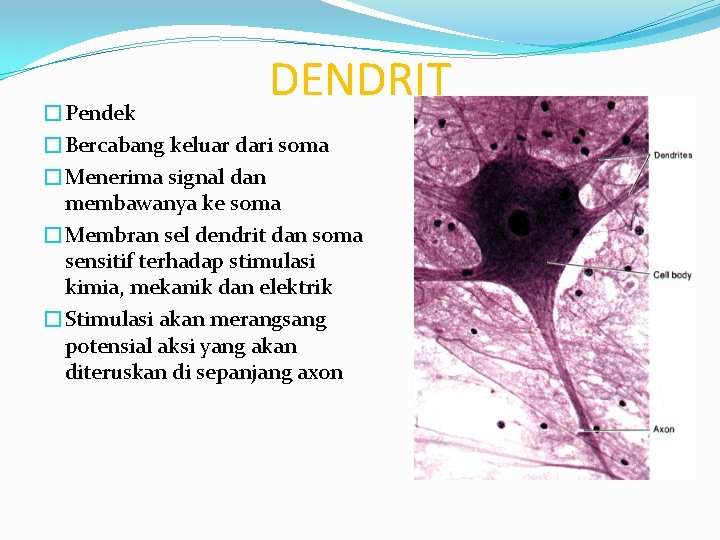 DENDRIT �Pendek �Bercabang keluar dari soma �Menerima signal dan membawanya ke soma �Membran sel DENDRIT �Pendek �Bercabang keluar dari soma �Menerima signal dan membawanya ke soma �Membran sel