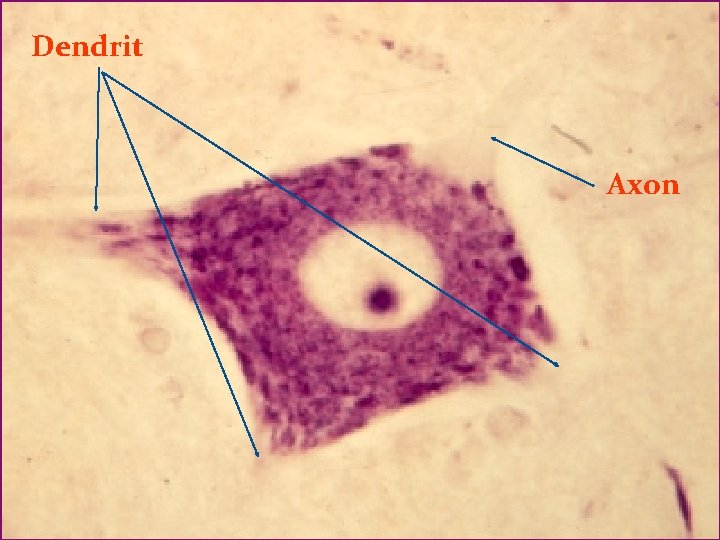 Dendrit Axon Dendrit Axon