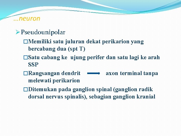 …neuron Ø Pseudounipolar �Memiliki satu juluran dekat perikarion yang bercabang dua (spt T) �Satu …neuron Ø Pseudounipolar �Memiliki satu juluran dekat perikarion yang bercabang dua (spt T) �Satu