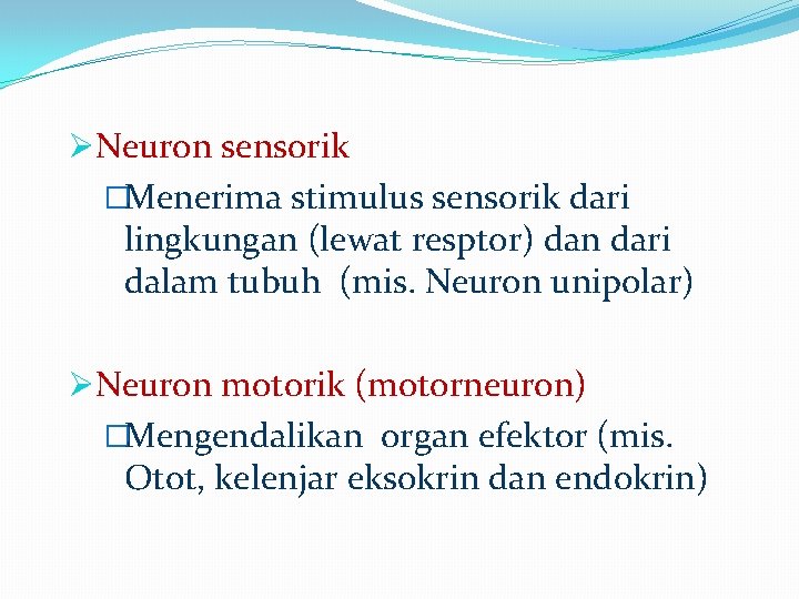ØNeuron sensorik �Menerima stimulus sensorik dari lingkungan (lewat resptor) dan dari dalam tubuh (mis. ØNeuron sensorik �Menerima stimulus sensorik dari lingkungan (lewat resptor) dan dari dalam tubuh (mis.