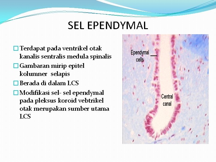 SEL EPENDYMAL �Terdapat pada ventrikel otak kanalis sentralis medula spinalis �Gambaran mirip epitel kolumner SEL EPENDYMAL �Terdapat pada ventrikel otak kanalis sentralis medula spinalis �Gambaran mirip epitel kolumner