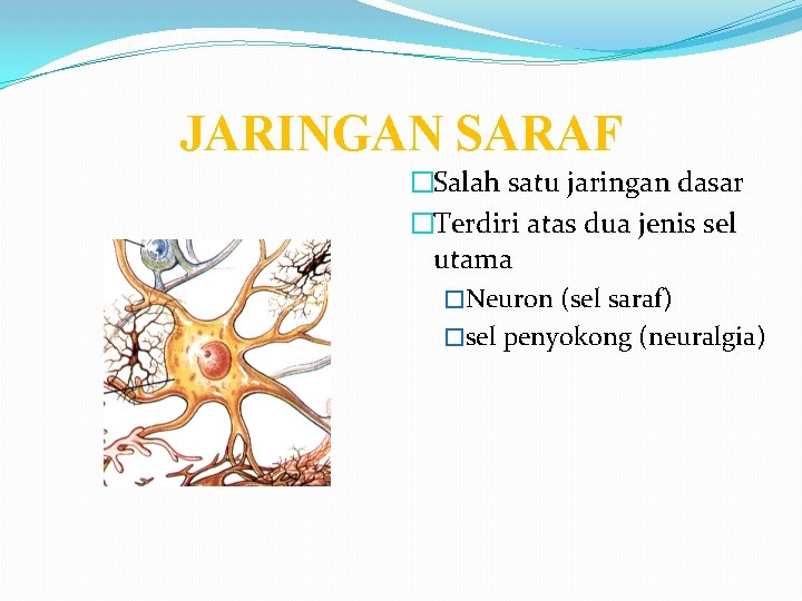 JARINGAN SARAF �Salah satu jaringan dasar �Terdiri atas dua jenis sel utama �Neuron (sel JARINGAN SARAF �Salah satu jaringan dasar �Terdiri atas dua jenis sel utama �Neuron (sel