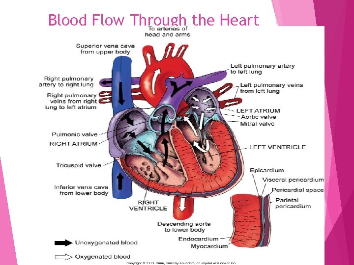 Blood Flow Through the Heart 