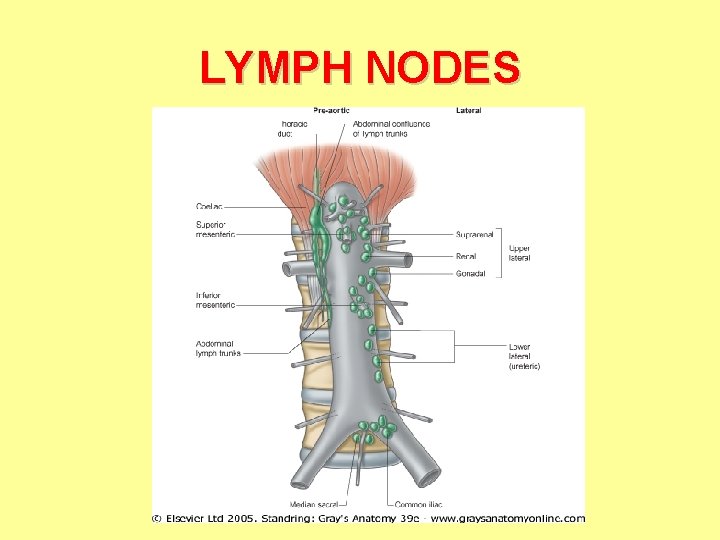 LYMPH NODES LYMPH NODES
