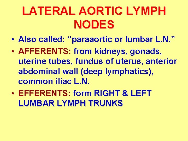 LATERAL AORTIC LYMPH NODES • Also called: “paraaortic or lumbar L. N. ” • LATERAL AORTIC LYMPH NODES • Also called: “paraaortic or lumbar L. N. ” •