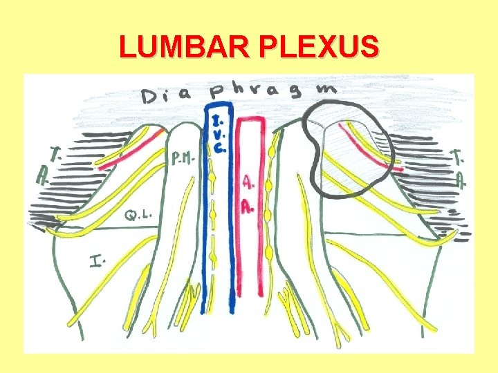 LUMBAR PLEXUS LUMBAR PLEXUS