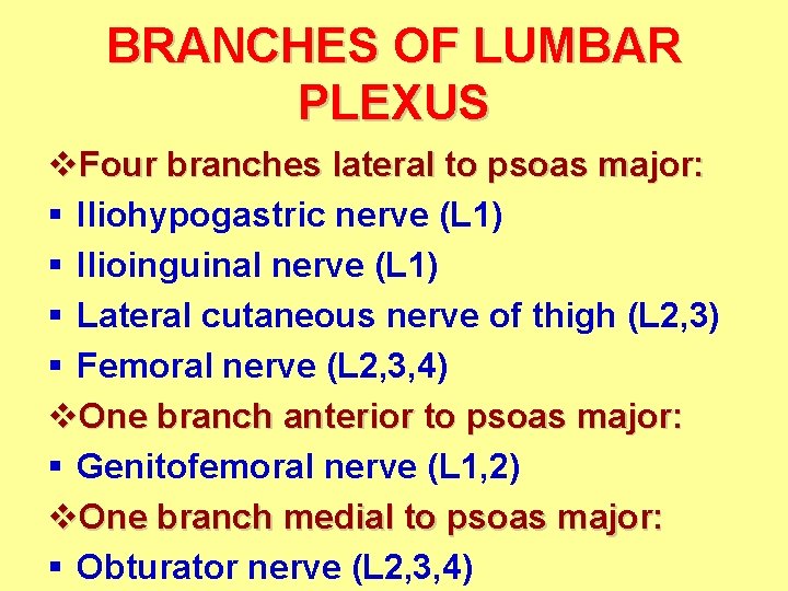 BRANCHES OF LUMBAR PLEXUS v. Four branches lateral to psoas major: § Iliohypogastric nerve BRANCHES OF LUMBAR PLEXUS v. Four branches lateral to psoas major: § Iliohypogastric nerve