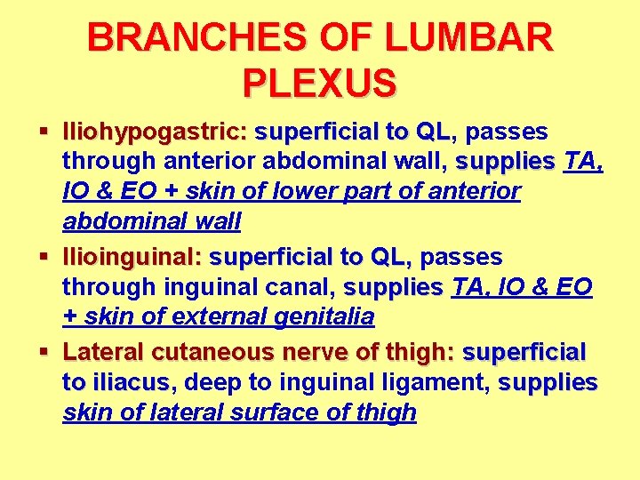 BRANCHES OF LUMBAR PLEXUS § Iliohypogastric: superficial to QL, QL passes through anterior abdominal BRANCHES OF LUMBAR PLEXUS § Iliohypogastric: superficial to QL, QL passes through anterior abdominal