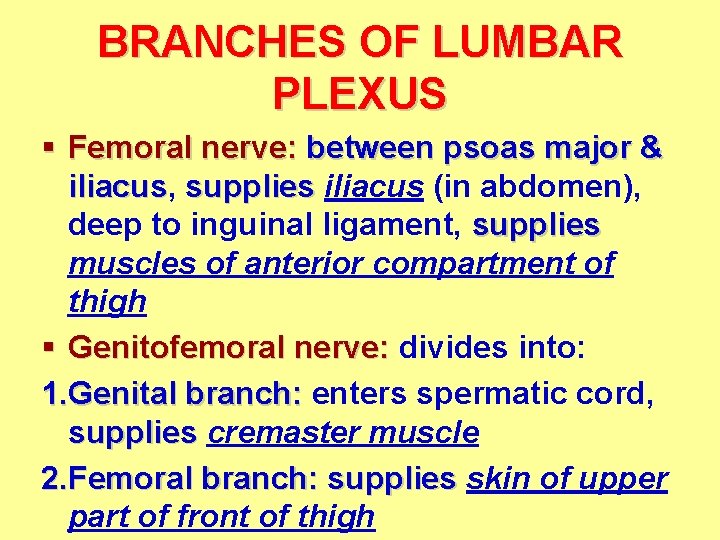 BRANCHES OF LUMBAR PLEXUS § Femoral nerve: between psoas major & iliacus, iliacus supplies BRANCHES OF LUMBAR PLEXUS § Femoral nerve: between psoas major & iliacus, iliacus supplies