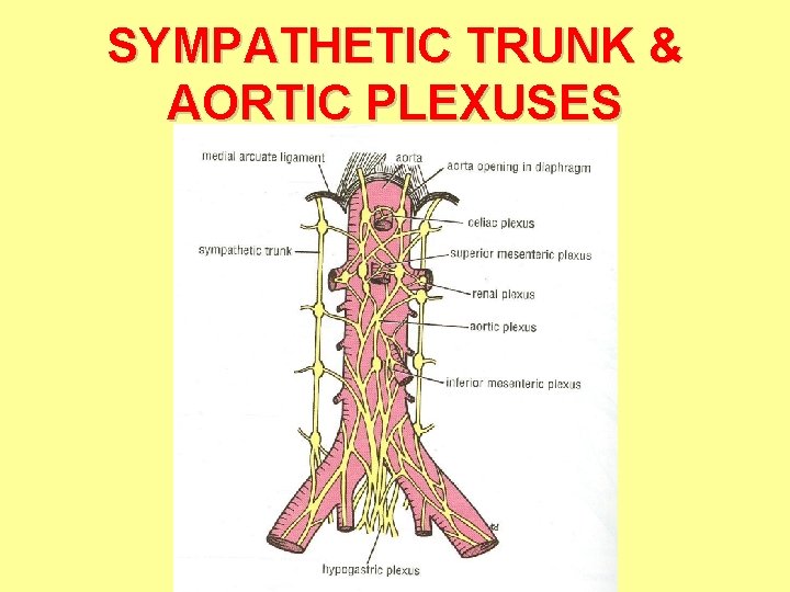 SYMPATHETIC TRUNK & AORTIC PLEXUSES SYMPATHETIC TRUNK & AORTIC PLEXUSES