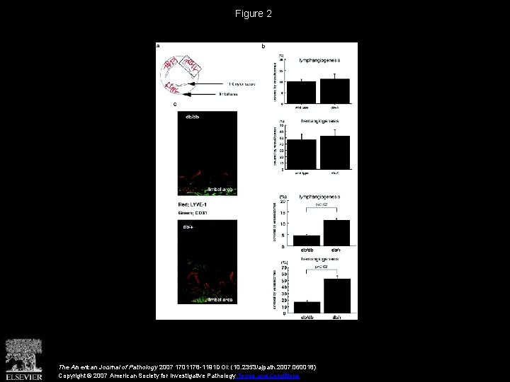 Figure 2 The American Journal of Pathology 2007 1701178 -1191 DOI: (10. 2353/ajpath. 2007.