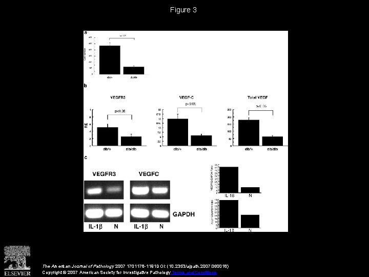 Figure 3 The American Journal of Pathology 2007 1701178 -1191 DOI: (10. 2353/ajpath. 2007.