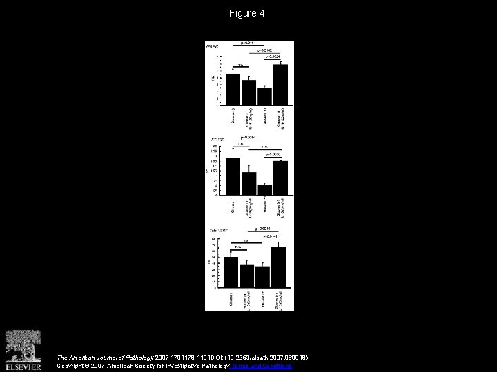 Figure 4 The American Journal of Pathology 2007 1701178 -1191 DOI: (10. 2353/ajpath. 2007.