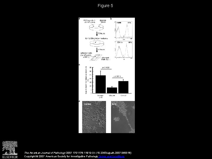 Figure 5 The American Journal of Pathology 2007 1701178 -1191 DOI: (10. 2353/ajpath. 2007.