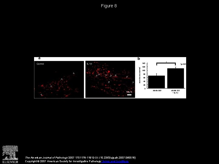 Figure 8 The American Journal of Pathology 2007 1701178 -1191 DOI: (10. 2353/ajpath. 2007.