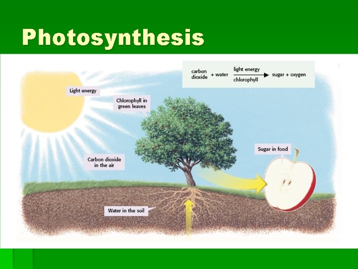Photosynthesis 