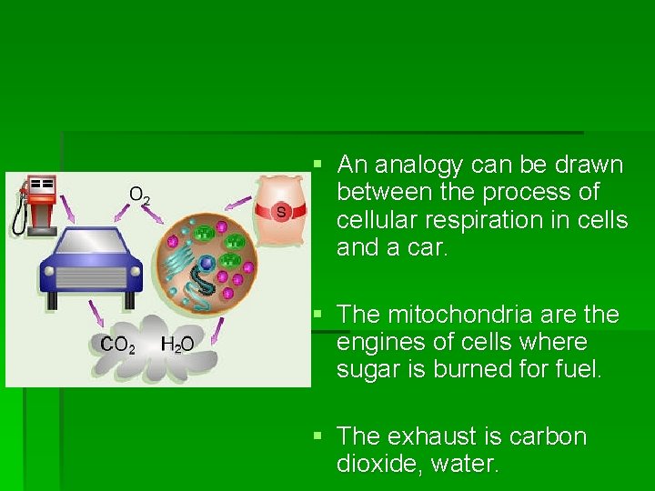 § An analogy can be drawn between the process of cellular respiration in cells