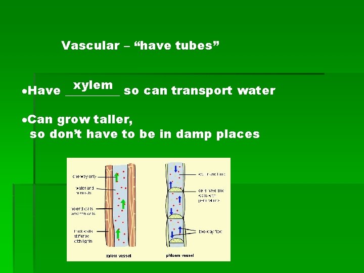 Vascular – “have tubes” xylem so can transport water Have _____ Can grow taller,