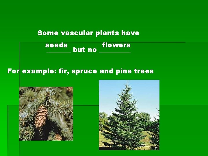 Some vascular plants have seeds flowers _______ but no _____ For example: fir, spruce