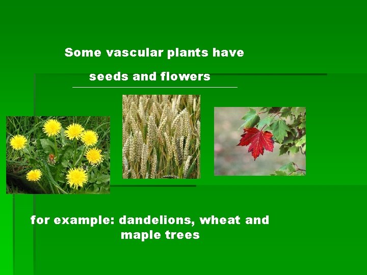 Some vascular plants have seeds and flowers ______________ for example: dandelions, wheat and maple