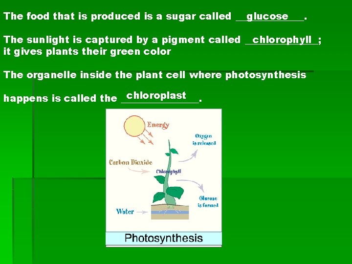 glucose The food that is produced is a sugar called _______. chlorophyll The sunlight