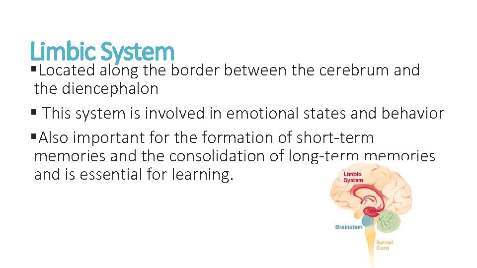 Limbic System §Located along the border between the cerebrum and the diencephalon § This