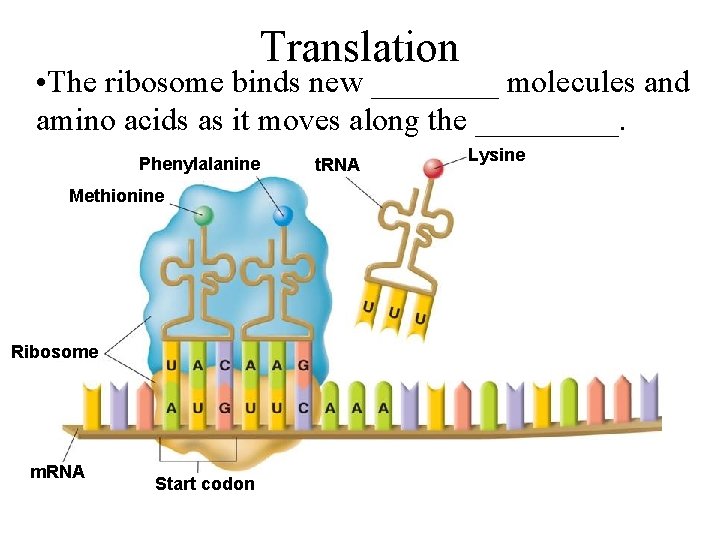 Translation • The ribosome binds new ____ molecules and amino acids as it moves