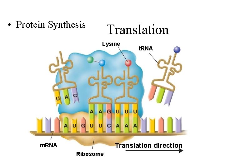  • Protein Synthesis Translation Lysine t. RNA Translation direction m. RNA Ribosome 