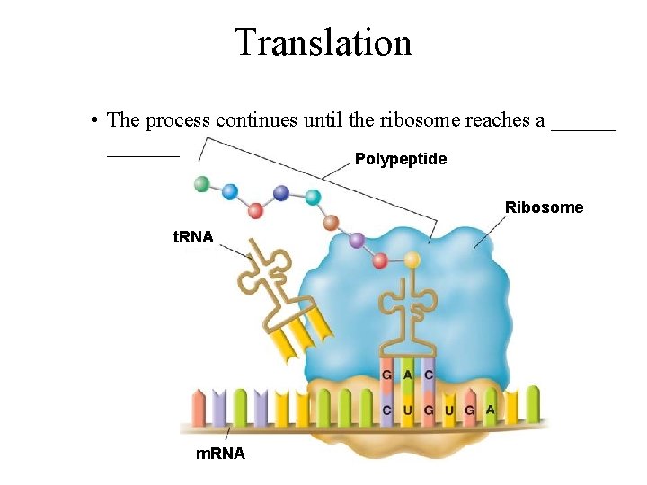 Translation • The process continues until the ribosome reaches a _________. Polypeptide Ribosome t.