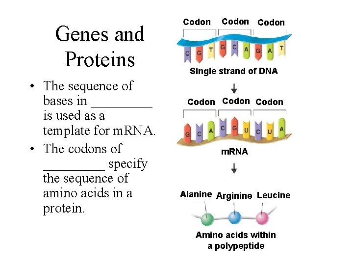 Genes and Proteins • The sequence of bases in _____ is used as a