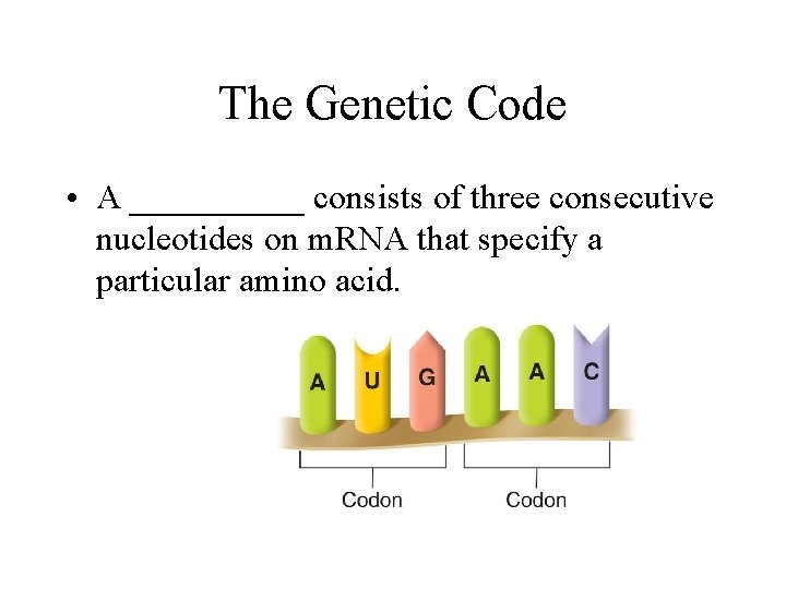 The Genetic Code • A _____ consists of three consecutive nucleotides on m. RNA