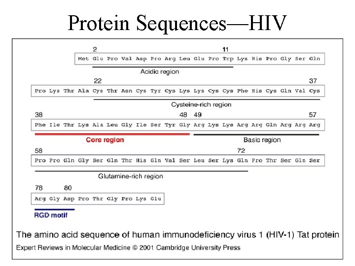 Protein Sequences—HIV 