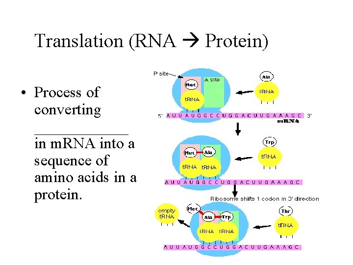 Translation (RNA Protein) • Process of converting ______ in m. RNA into a sequence