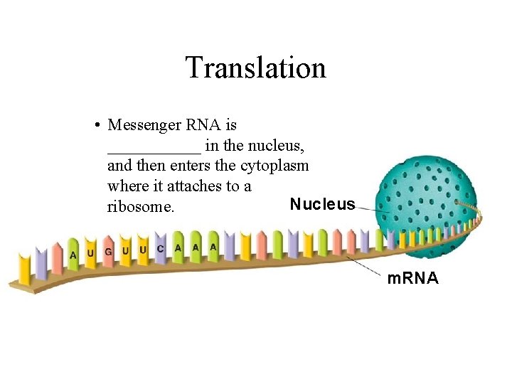 Translation • Messenger RNA is ______ in the nucleus, and then enters the cytoplasm