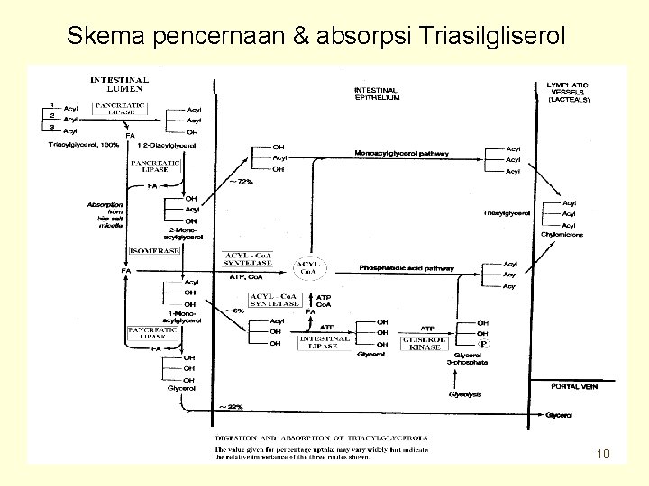 Skema pencernaan & absorpsi Triasilgliserol 10 