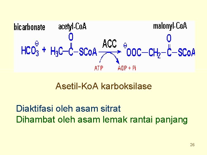 Asetil-Ko. A karboksilase Diaktifasi oleh asam sitrat Dihambat oleh asam lemak rantai panjang 26