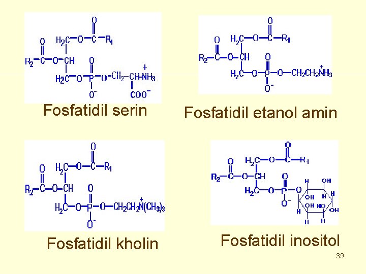 Fosfatidil serin Fosfatidil kholin Fosfatidil etanol amin Fosfatidil inositol 39 