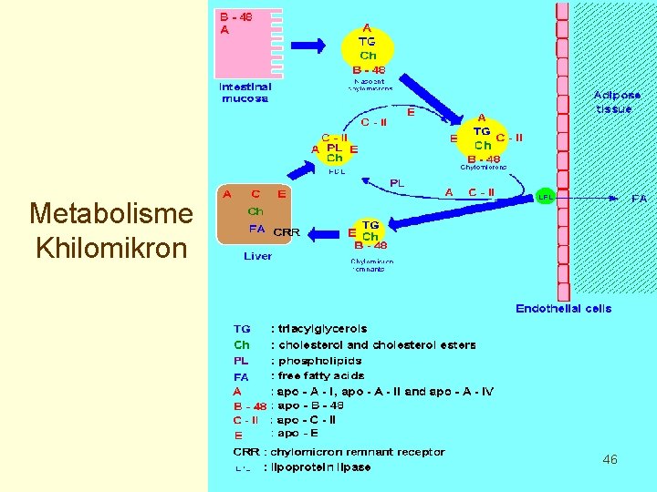 Metabolisme Khilomikron 46 