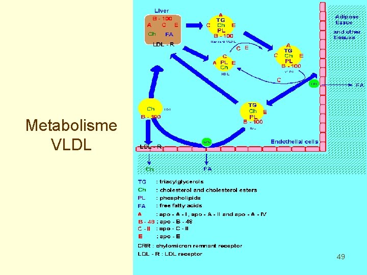 Metabolisme VLDL 49 
