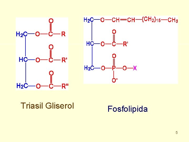 Triasil Gliserol Fosfolipida 5 