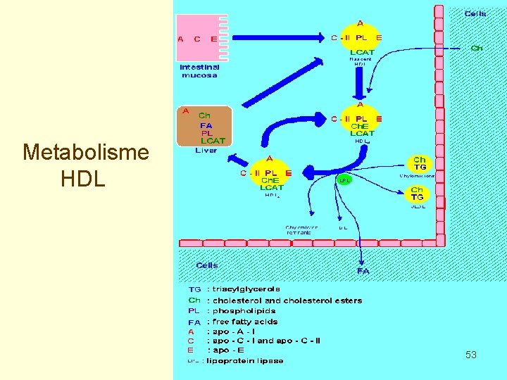 Metabolisme HDL 53 