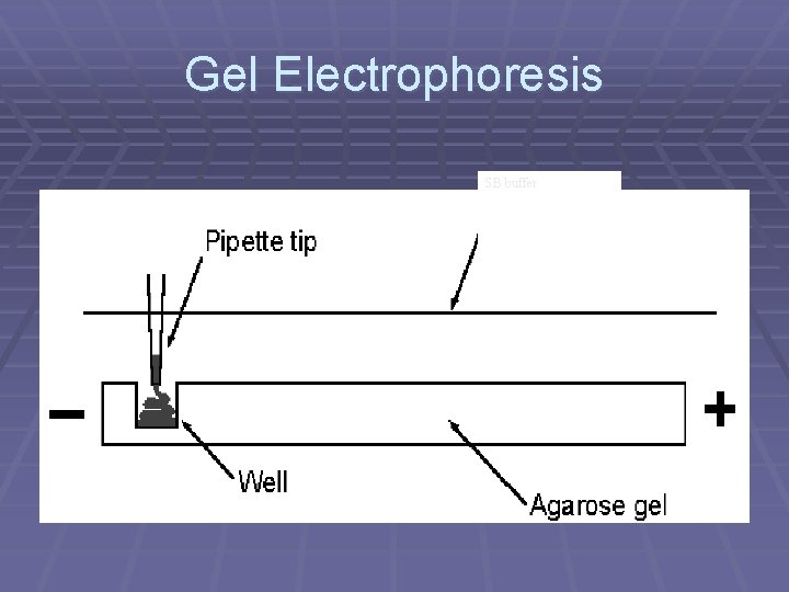 Biotechnology Introduction to Micropipettes and Gel Electrophoresis