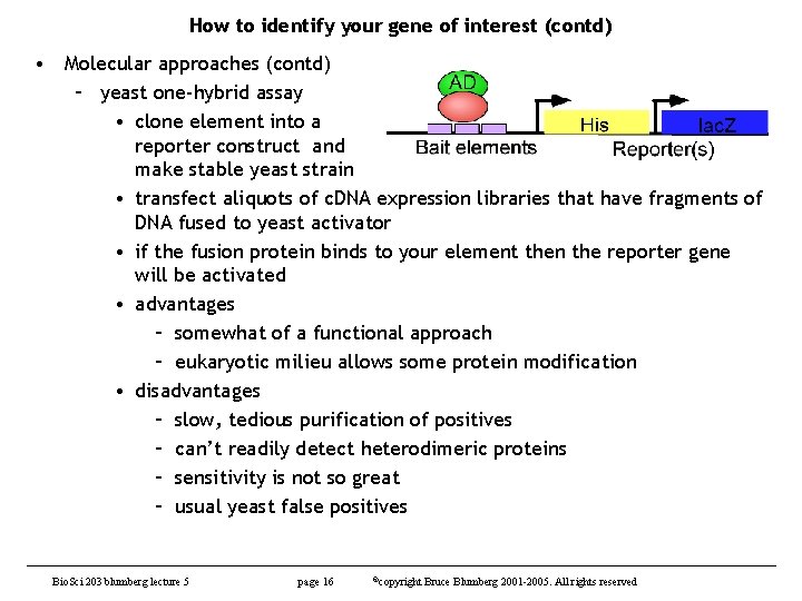 How to identify your gene of interest (contd) • Molecular approaches (contd) – yeast
