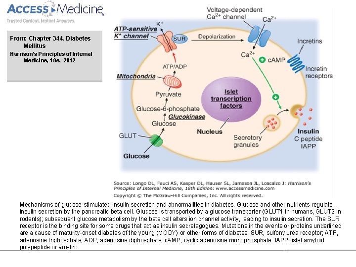 From: Chapter 344. Diabetes Mellitus Harrison's Principles of Internal Medicine, 18 e, 2012 Mechanisms