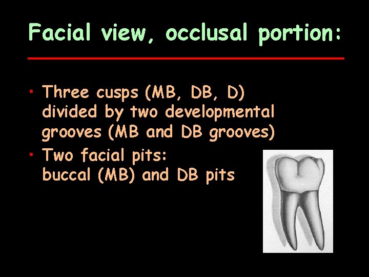 Facial view, occlusal portion: • Three cusps (MB, D) divided by two developmental grooves